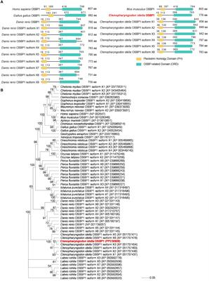 Coordination of oxysterol binding protein 1 and VAP-A/B modulates the generation of cholesterol and viral inclusion bodies to promote grass carp reovirus replication